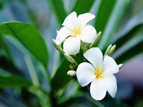 bonjour是什么软件？bonjour具体介绍